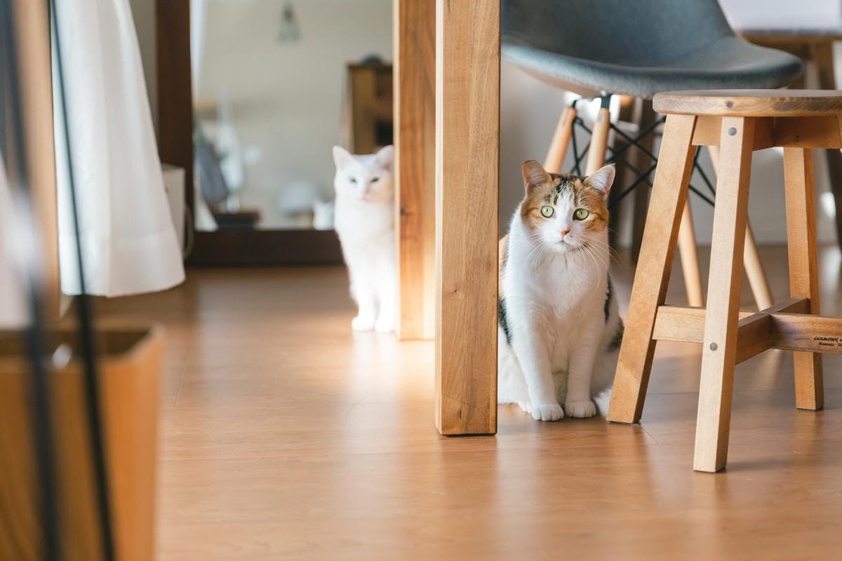 猫をマンションで飼うときの注意点は 事前に確認すべきこととトラブル対策 イエウール 家を売る