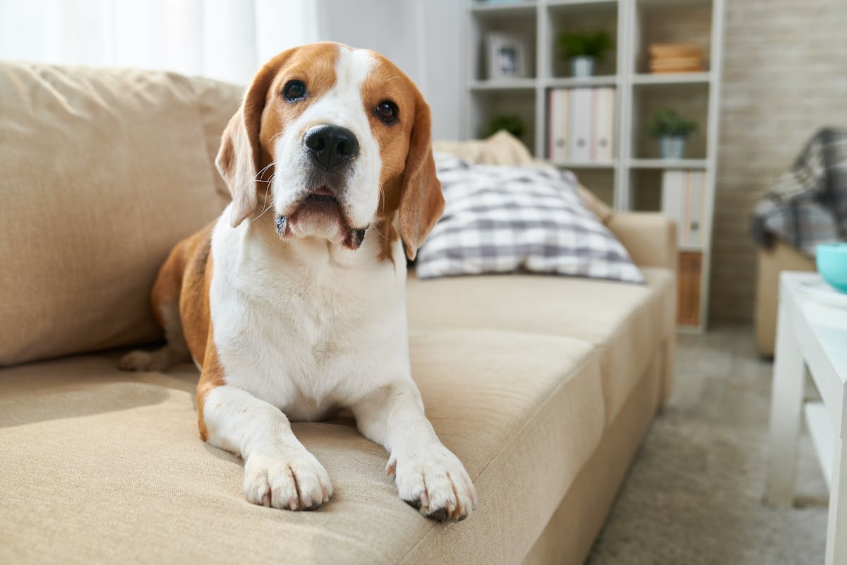 マンションで犬を飼うときの流れは ペット可物件の制限の具体例や注意点を解説 イエウール 家を売る